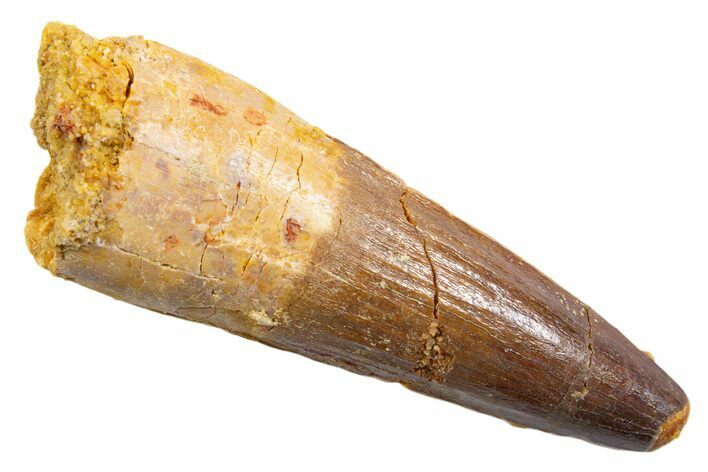 Fossil Spinosaurus Tooth - Real Dinosaur Tooth #345568